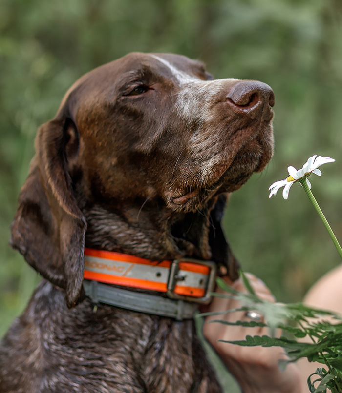 Psy myśliwskie do polowań lubelskie