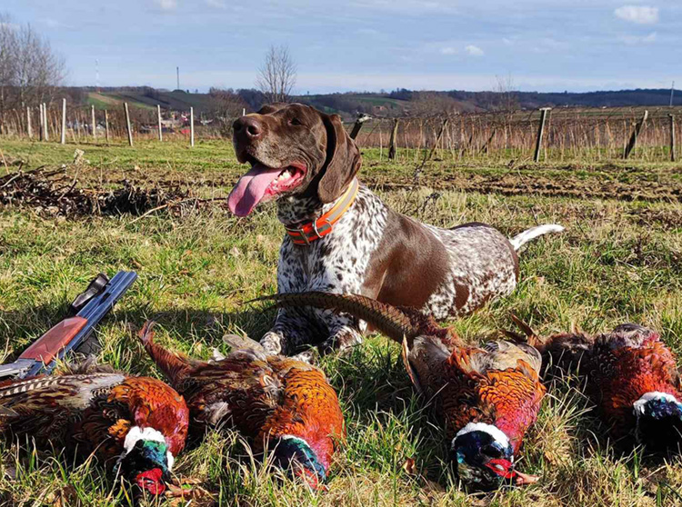 Hodowla psów myśliwskich fci lublin
