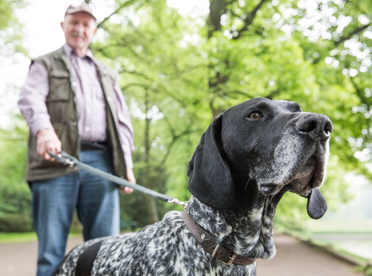 Wyżeł niemiecki krótkowłosy deutsch kurzhaar lublin