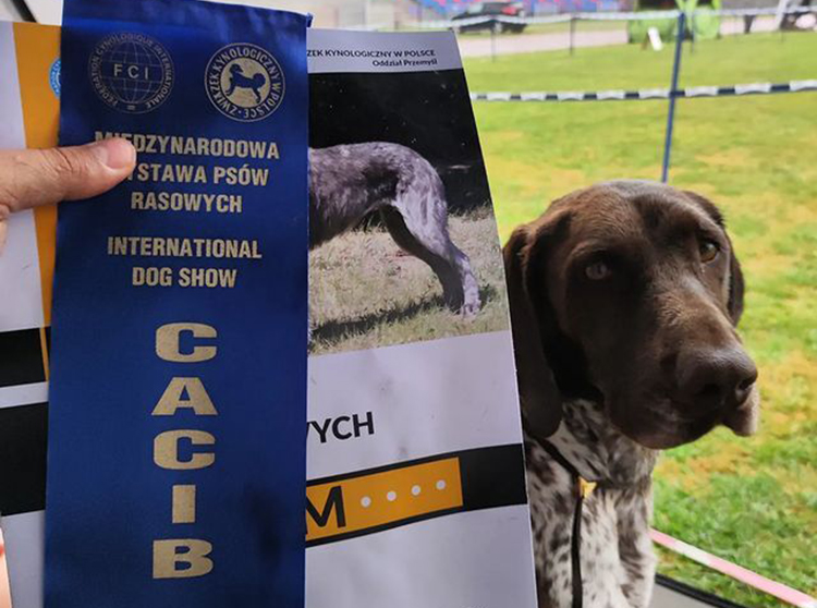 Hodowla wyżłów niemieckich krótkowłosych fci lubelskie