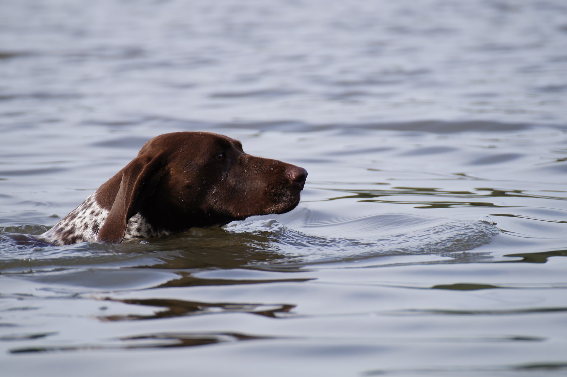 Psy myśliwskie do polowań lubelskie