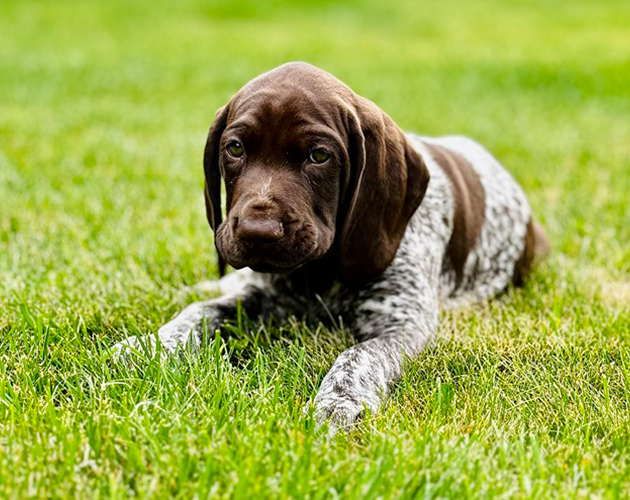 Hodowla wyżłów niemieckich krótkowłosych fci lubelskie