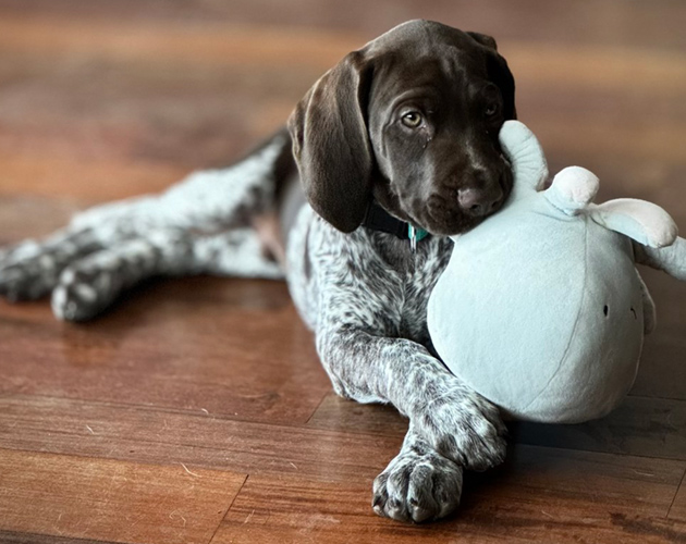 Sprzedaż szczeniąt psów german shorthaired pointer lublin