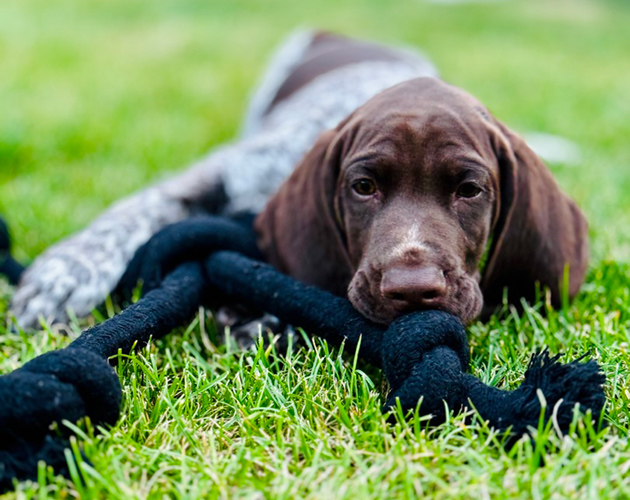 Psy myśliwskie do polowań lubelskie