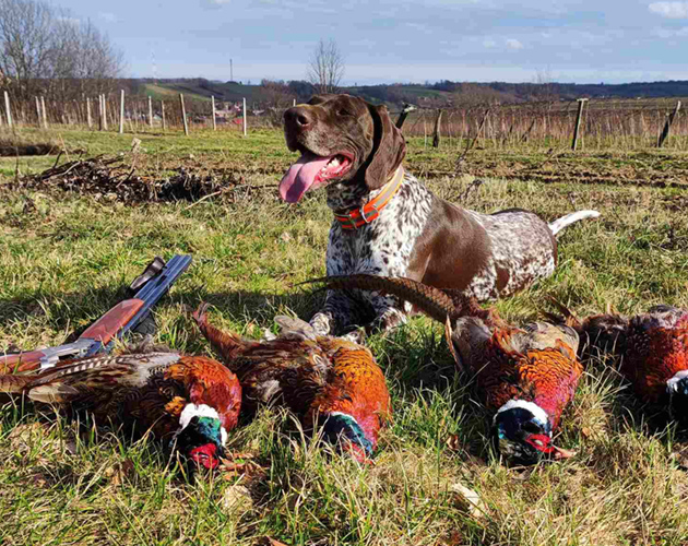 Psy myśliwskie do polowań lubelskie