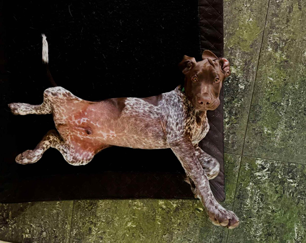 Hodowla psów myśliwskich fci lublin
