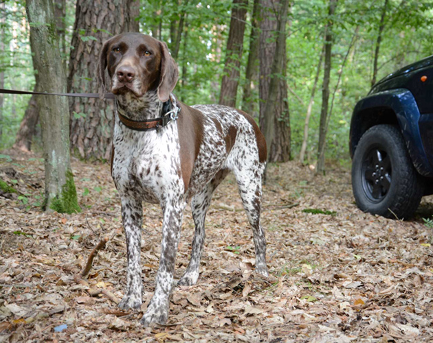 Wyżeł niemiecki krótkowłosy deutsch kurzhaar lublin